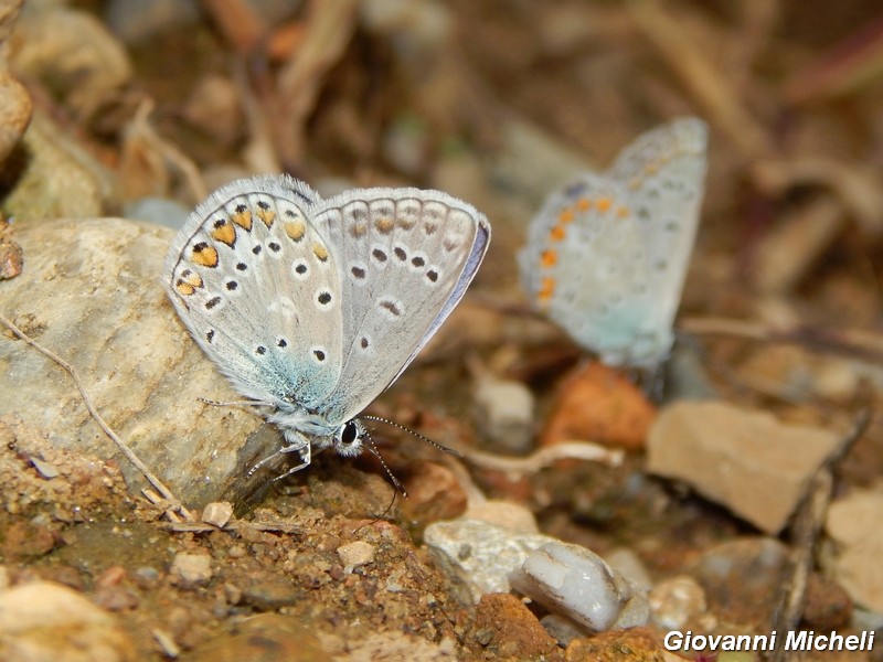 Polyommatus icarus in gruppo